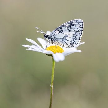 Dambordvlinder zittend op een margriet