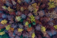 Luftbild Laubwald im Herbst von Werner Dieterich Miniaturansicht