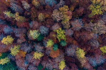 Luchtfoto loofbos in herfst van Werner Dieterich