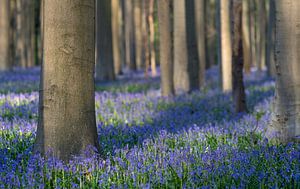 Hallerbos 2021 2 sur Bart Ceuppens