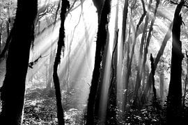 NEBELWALD 3