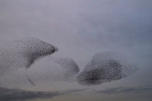 Spreeuwen wolk in de lucht tijdens zonsondergang
