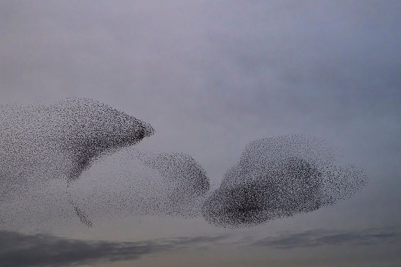 Starling murmuration during sunset at the end of the day by Sjoerd van der Wal Photography