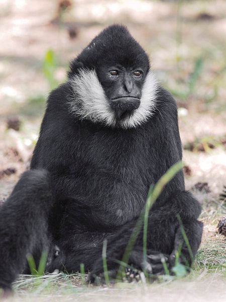 Witwanggibbon : Safaripark Beekse Bergen van Loek Lobel