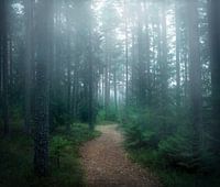 Het bos van geheimen