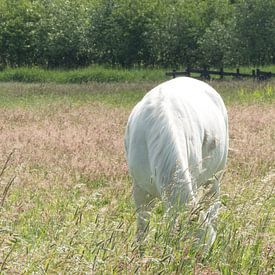 Wit Paard van JacQ
