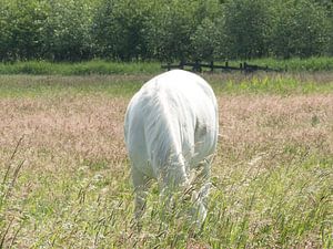 Cheval blanc sur JacQ