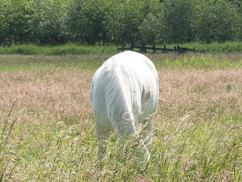 White Horse
