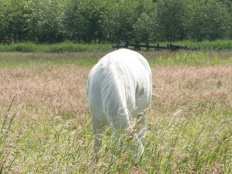 Weißes Pferd von JacQ