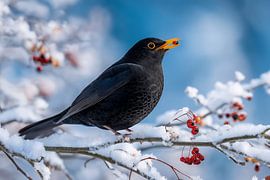 Merel (Turdus merula) in de winter
