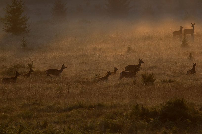 rotwild in the morning fog von Peter Karels
