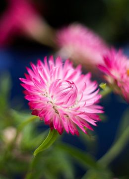 Violette Bloem van Lisa Becker