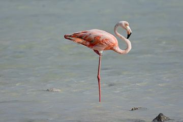Flamingo in perfect balance by Pieter JF Smit