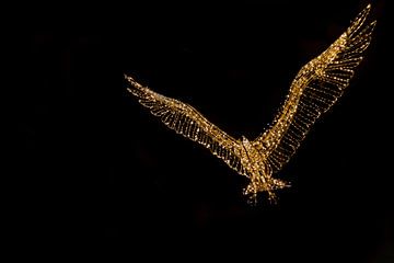 Een verlichte vogel van Miranda Heemskerk
