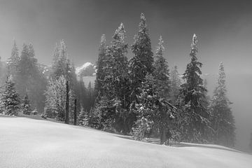 Black and white fir trees in fog with fresh snow in Tannheimer valley on Schönkahler