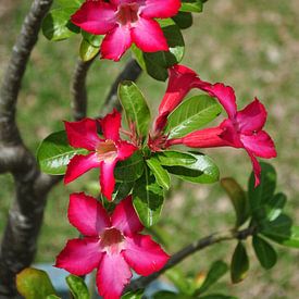 Bloemen kleuren op Bora Bora van Henk de Boer