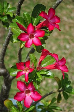 Bloemen kleuren op Bora Bora van Henk de Boer