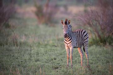 Zebra in het gouden uurtje van Larissa Rand