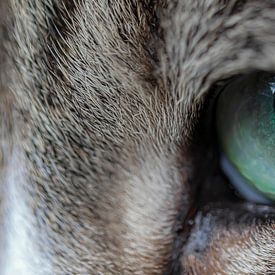 Die Augen der Katze starren hinaus. von Nico Boersma