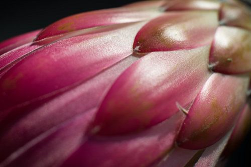 Roze Protea (bloem)