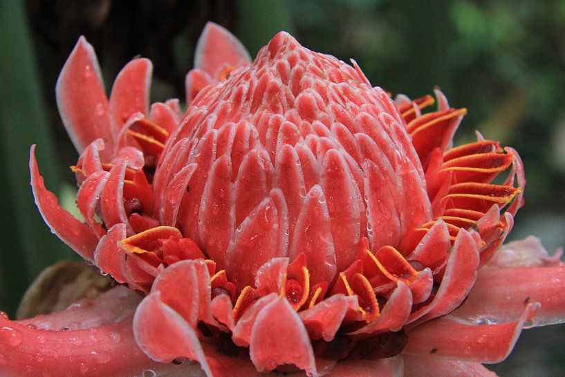 Sumatran flower by Gert-Jan Siesling
