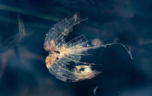 Het laatste stadium van de waterplant