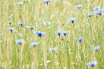 Bleuets dans un champ d'été - Centaurea Cyanus sur Robert Vierdag