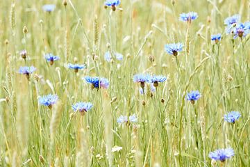 Kornblumen auf einem Sommerfeld - Centaurea Cyanus von Robert Vierdag