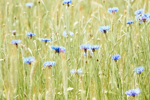 Korenbloemen op een zomerse akker - Centaurea Cyanus