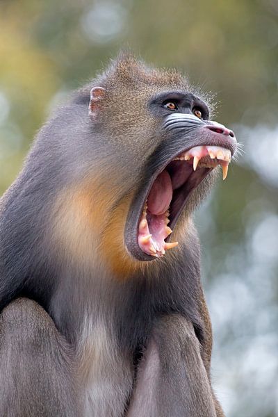 Mandrill by Edwin Butter
