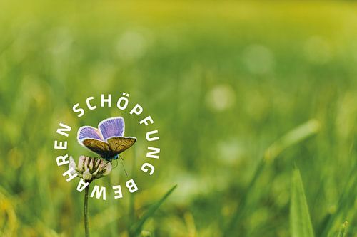 Preserve creation 03 Motif butterfly