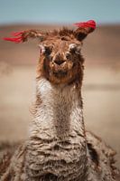 Lama's in Bolivia