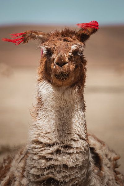 Lama&#039;s in Bolivia van Daniël Schonewille