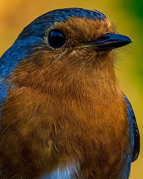 Colorful close-up of a robin. by Gianni Argese