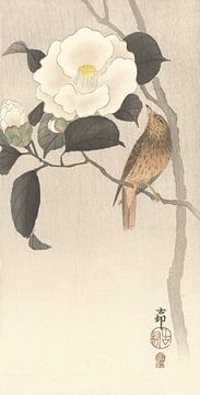 Zangvogel en bloeiende camellia