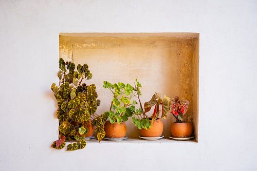 Niche with four terracotta plants