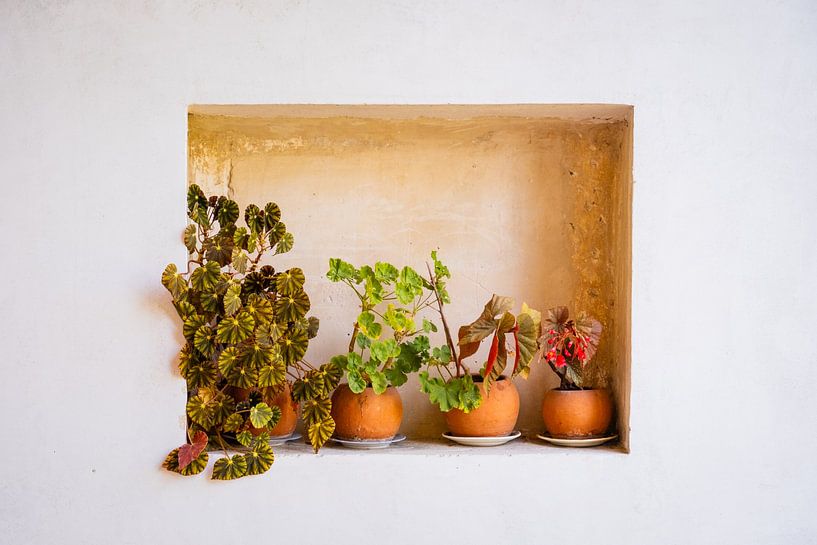 Niche with four terracotta plants by Wouter Kuin