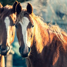 Selfie of two horse friends by Joeri Mostmans