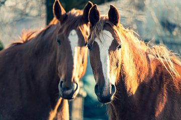 Selfie van twee paarden vrienden van Joeri Mostmans