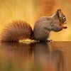 Eichhörnchen in Herbstfarben. von Rando Kromkamp Natuurfotograaf
