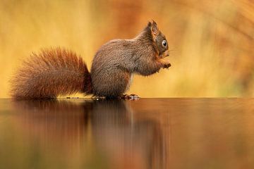 Eekhoorn in herftkleuren. van Rando Kromkamp Natuurfotograaf