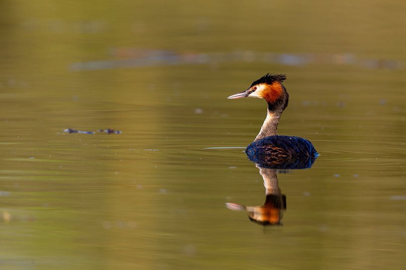 Haubentaucher (Podiceps cristatus) von Dirk Rüter