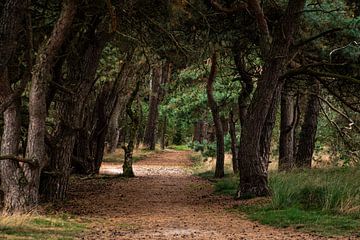 Forest View by Ingrid Aanen