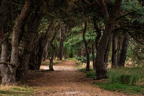 Forest View by Ingrid Aanen