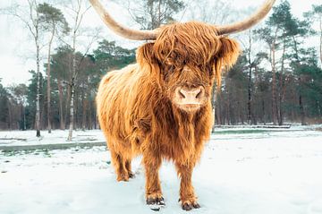 Schotse Hooglander in de sneeuw tijdens de winter van Sjoerd van der Wal