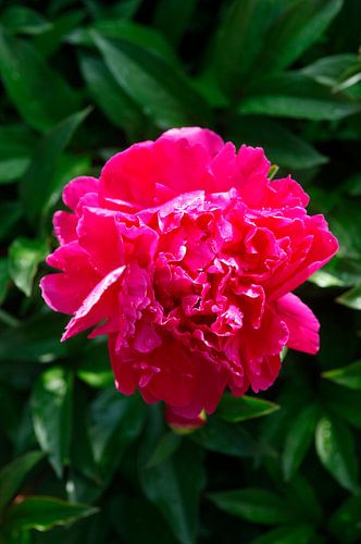 Peonies