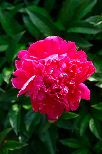 Peonies by Thomas Jäger
