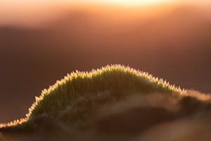 Moos im goldenen Licht