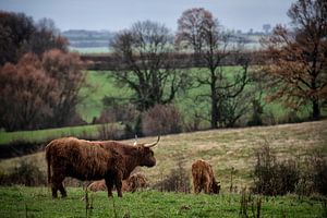 schotse hooglanders von Bas Quaedvlieg