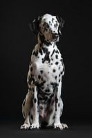 Dalmatiër Dog Hond